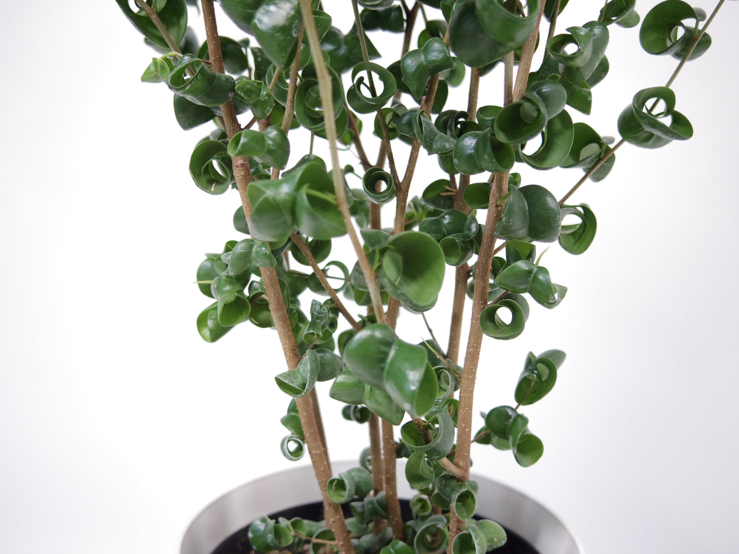 フィカス ベンジャミン バロック