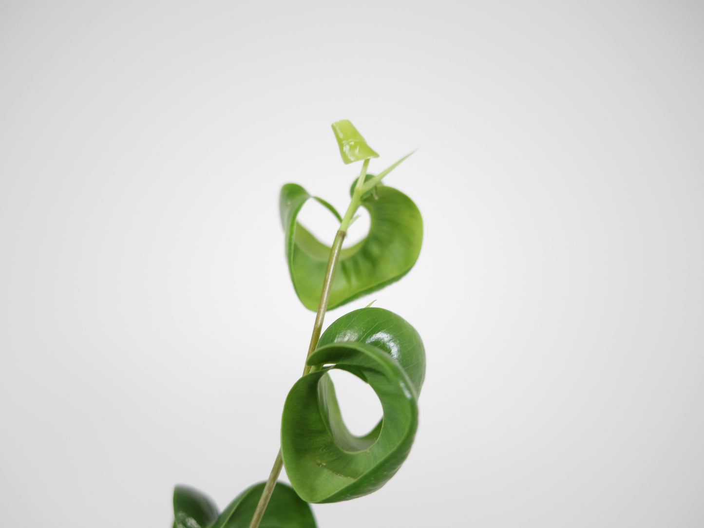 フィカス ベンジャミン バロック