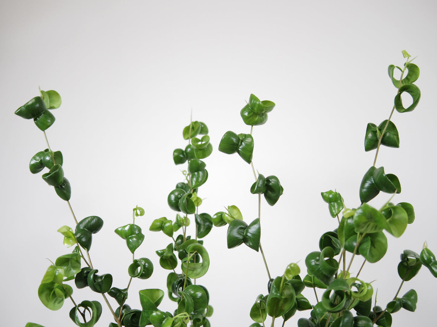 フィカス ベンジャミン バロック