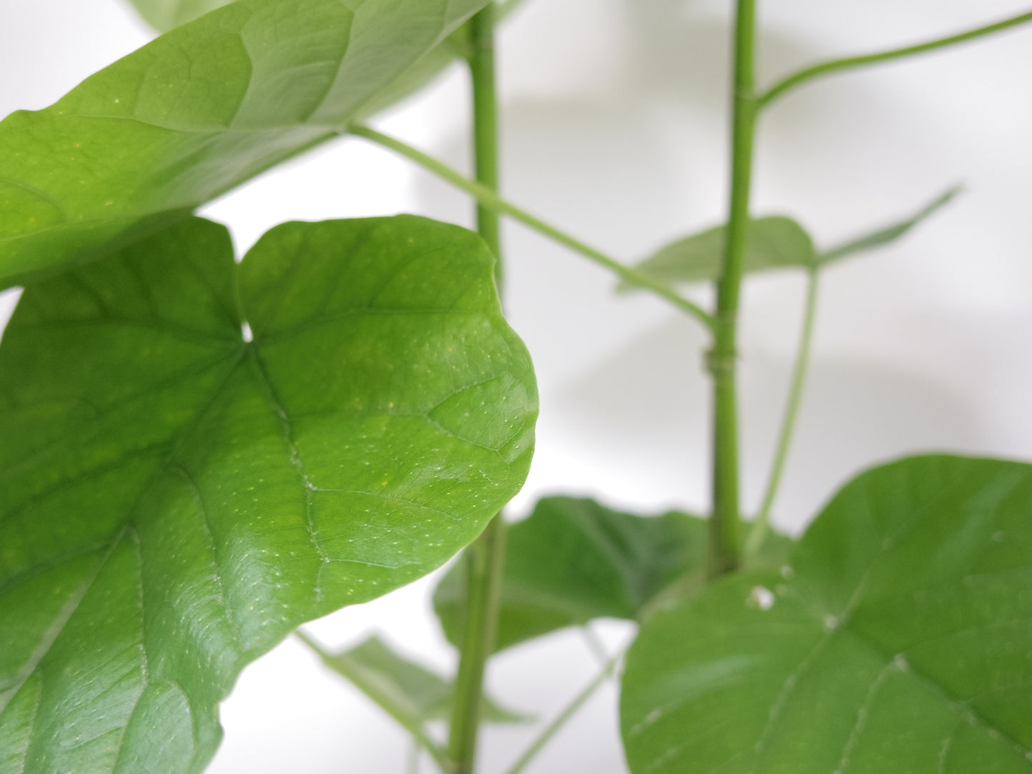 フィカスウンベラータ