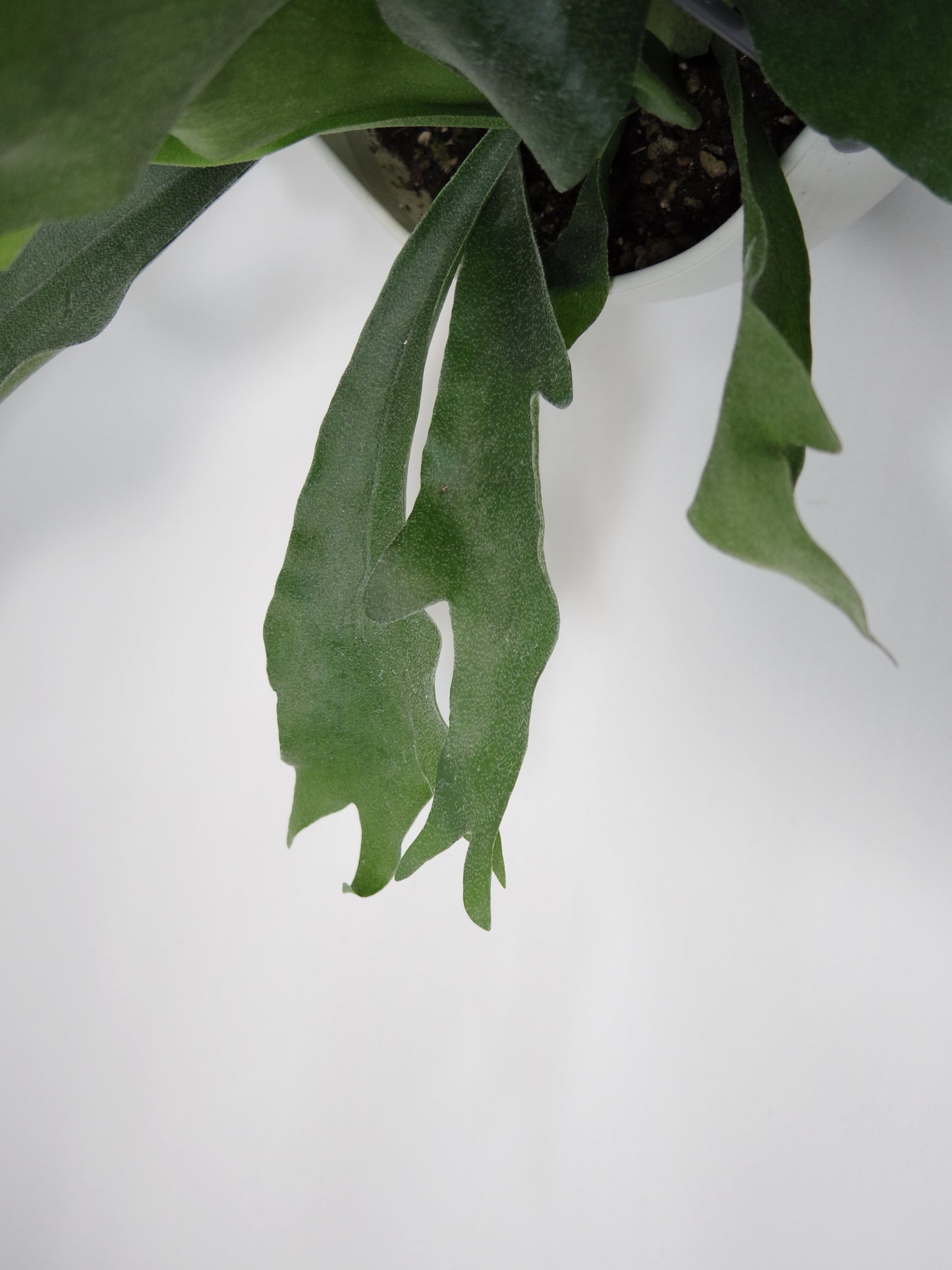 コウモリラン(ビカクシダ) ビフルカツム ハンギングポット