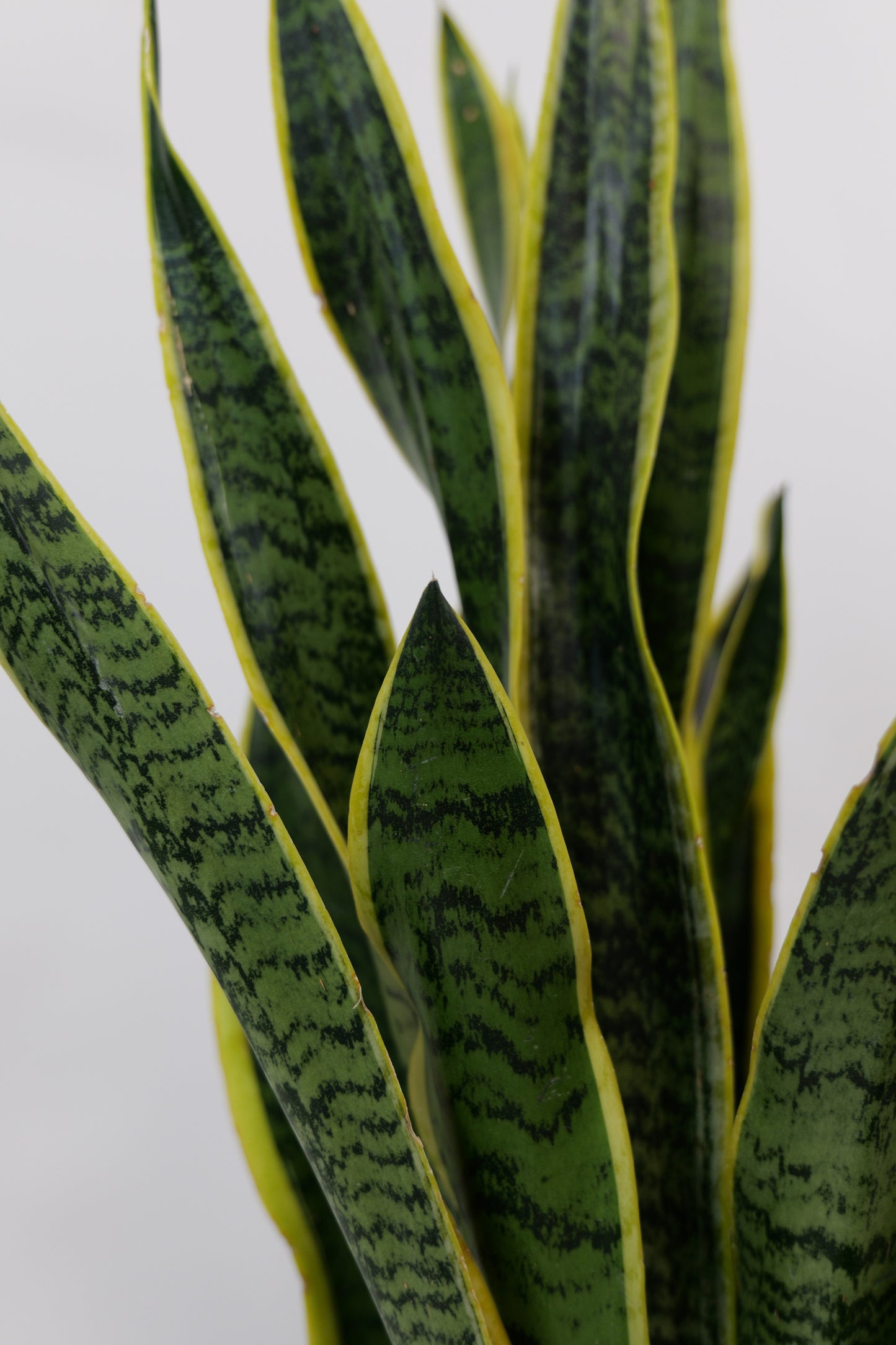 サンスベリア ローレンティ