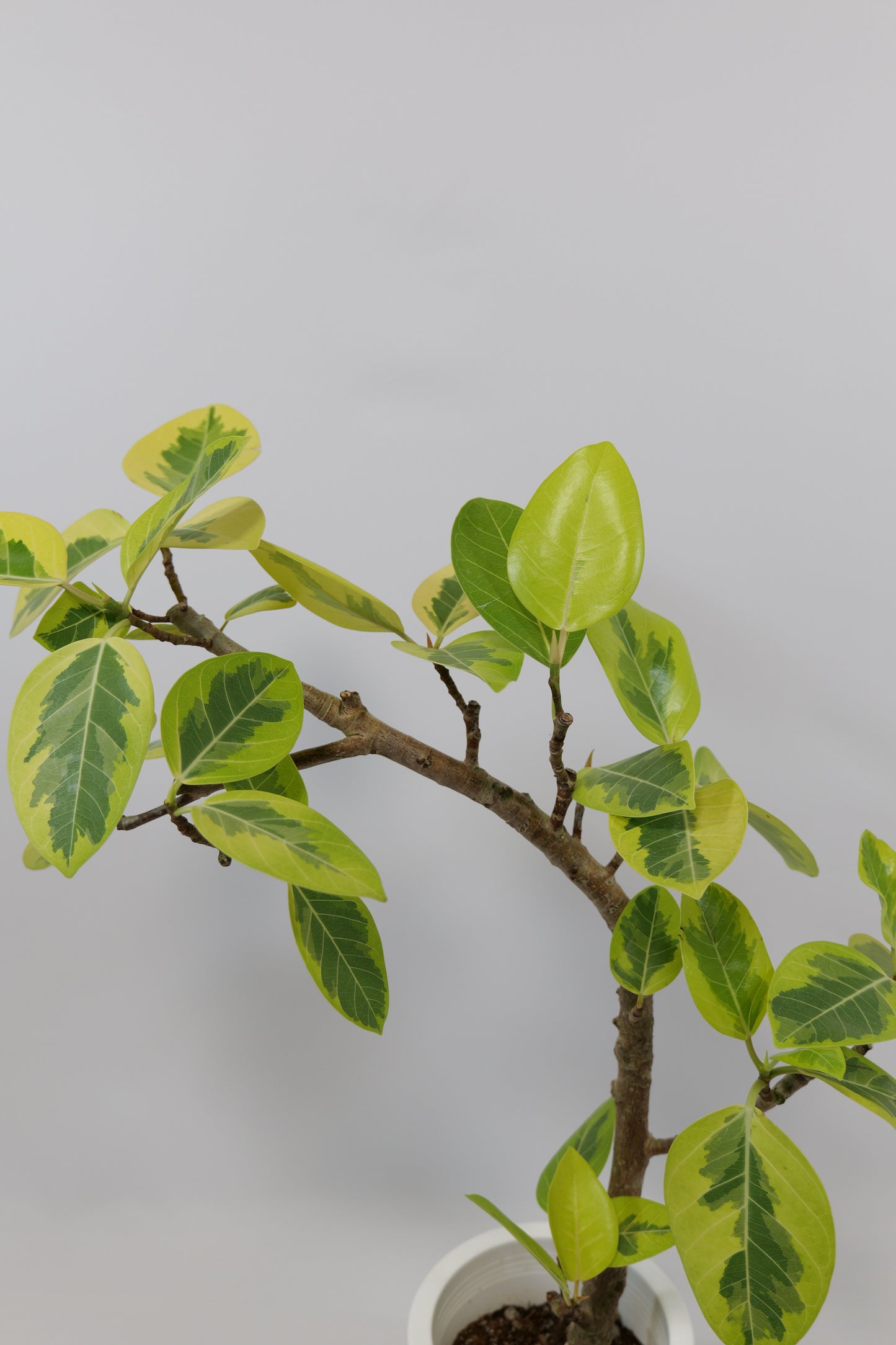 フィカス アルテシーマ マガリ