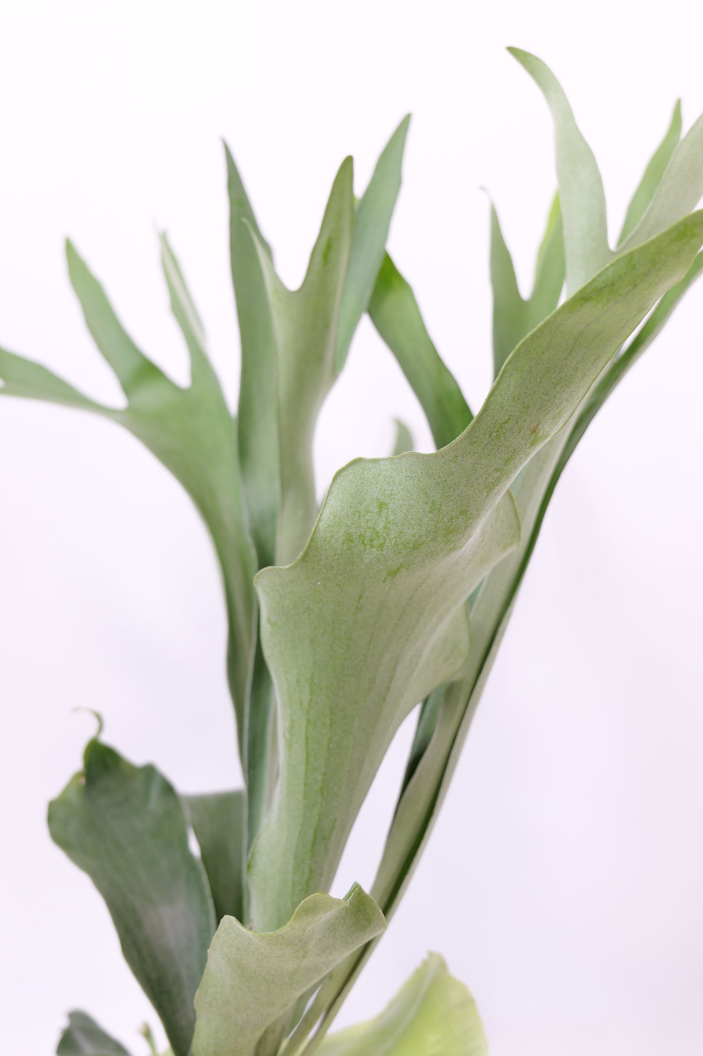 コウモリラン(ビカクシダ) ネザーランド