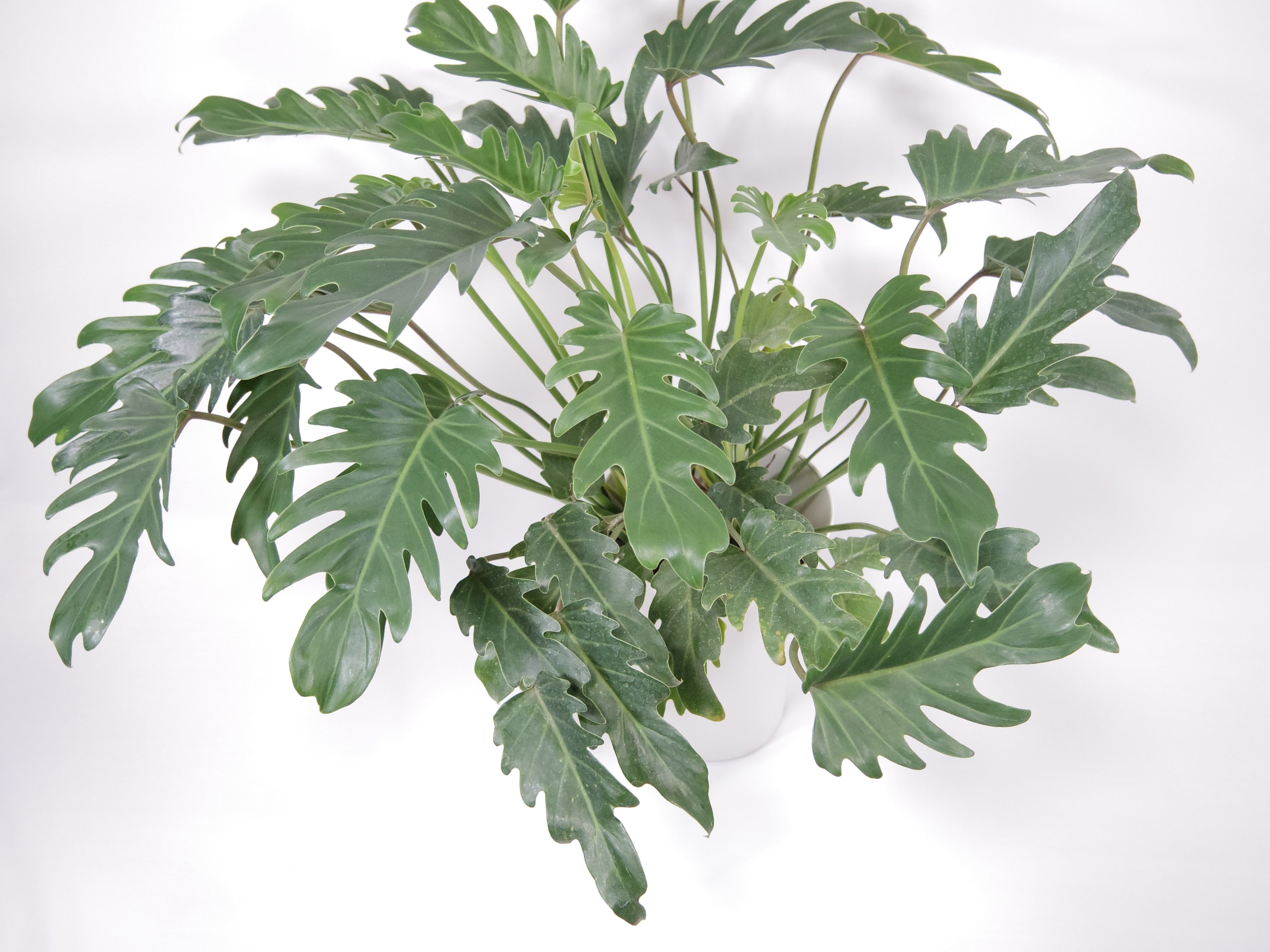 F-Style Clock Philodendron cv.kookaburra クロック フィロデンドロン